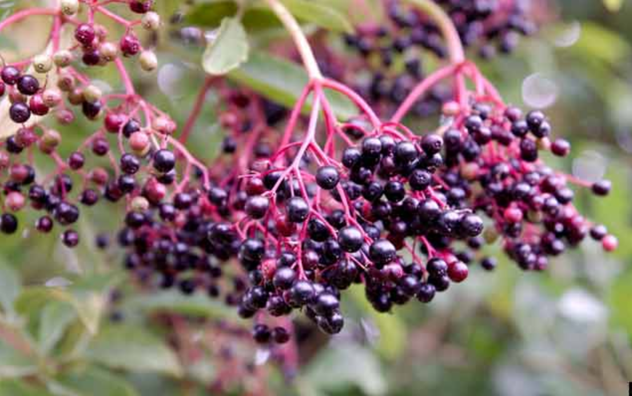 Elderberry extract
